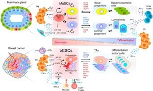 New Method Sheds Light On Breast Cancer Stem Cell Diversity