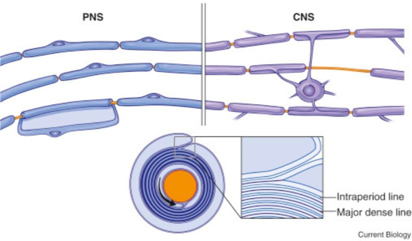 Periferik (PNS) ve santral (CNS) sinir sistemindeki miyelinasyonun karşılaştırılması