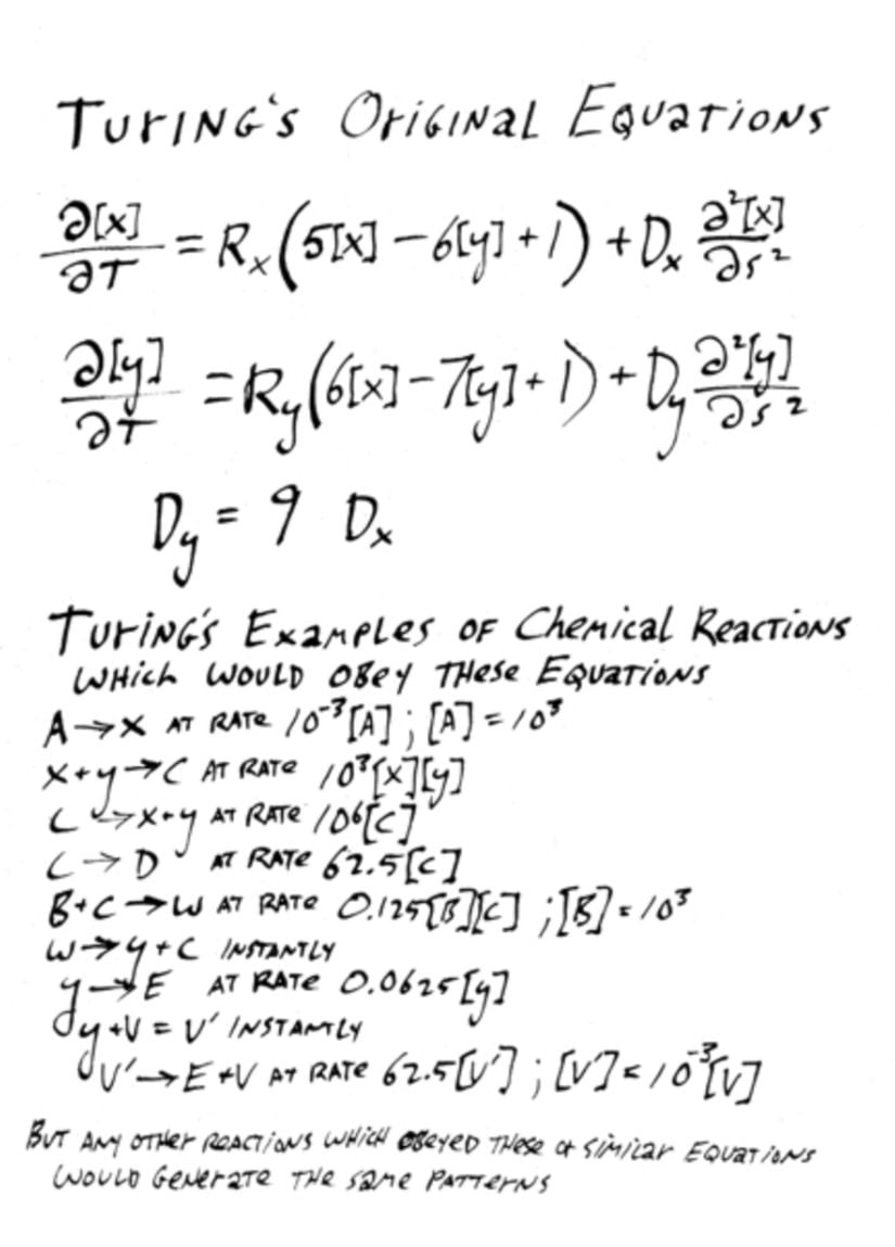 Morfogenez ve kimyasal tepkimelerle ilgili Turing'e ait çalışmalara bir örnek...