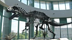 Acrocanthosaurus atokensis