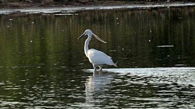 Balıkçılgiller (Ardeidae)