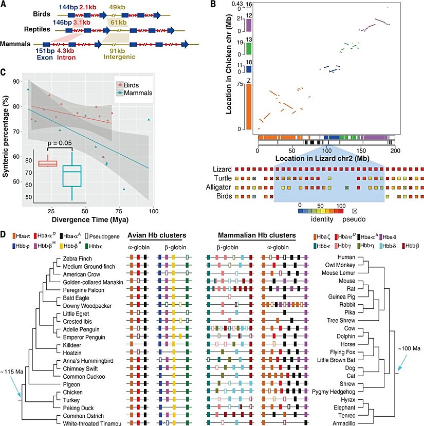 Genom redüksiyonu ve kuşların korunması...