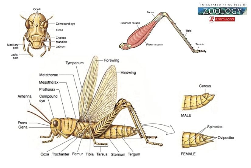 Çekirge anatomisi.