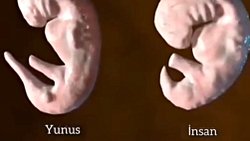 Yunus ve İnsan embriyoları neden fazlasıyla benzerdir?