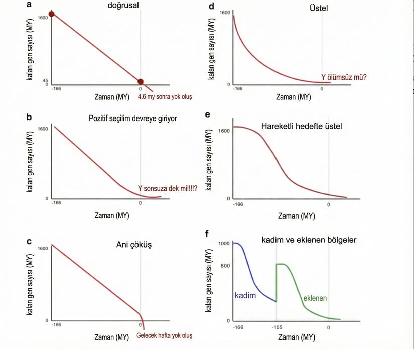 Şekil 1: Y kromozomunun yok oluşunu öngören çeşitli modeller.  a) Y kromozomunun 4,6 milyon yıl içinde kaybolacağını öngören doğrusal model,  b) Jennifer Hughes tarafından önerilen “Y sonsuza dek” modeli,  c) “ani çöküş” modeli,  d) Y kromozomlarının daha yavaş bir bozulma süreci geçireceğini öngören üstel model,  e) Bachtrog’a (2008) benzer biçimde, Y kromozomunun eski (atasal) ve sonradan eklenmiş bölgelerinin dejenerasyonunu açıklayan model.