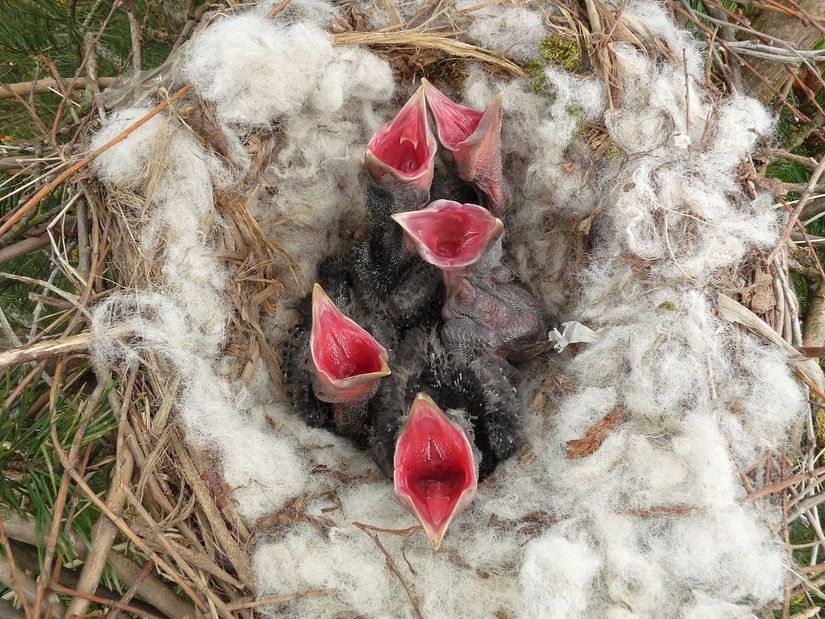 Yemek için yalvaran leş kargası (Corvus corone) yavruları