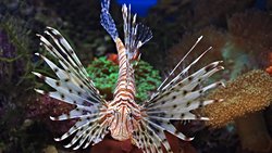 Aslan Balığı (Pterois Miles/Volitanis)