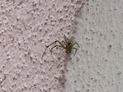 Herkese merhaba. Bu örümceği Temmuz ayında Sarıyer’de gördüm. Türü hakkında bilgisi olan var mı acaba?