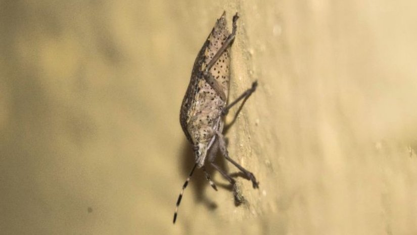 Benekli kalkan böceği (Rhaphigaster nebulosa)