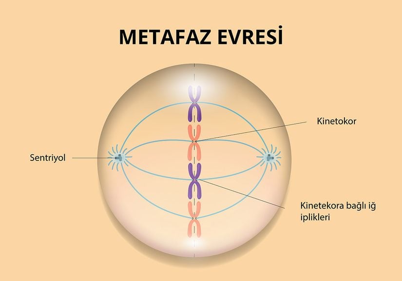 Metafaz Evresi