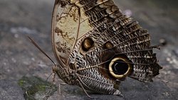 Baykuş Kelebeği ve Göz Desenleri