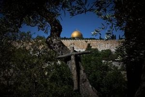 Monks And Nuns Harvest Olives Amid Hopeful Ceasefire