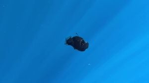 Unprecedented Black Devil Fish Sighting Off Spain