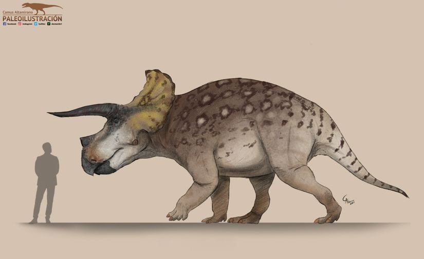 Homo sapiens ile Triceratops horridus kıyası.