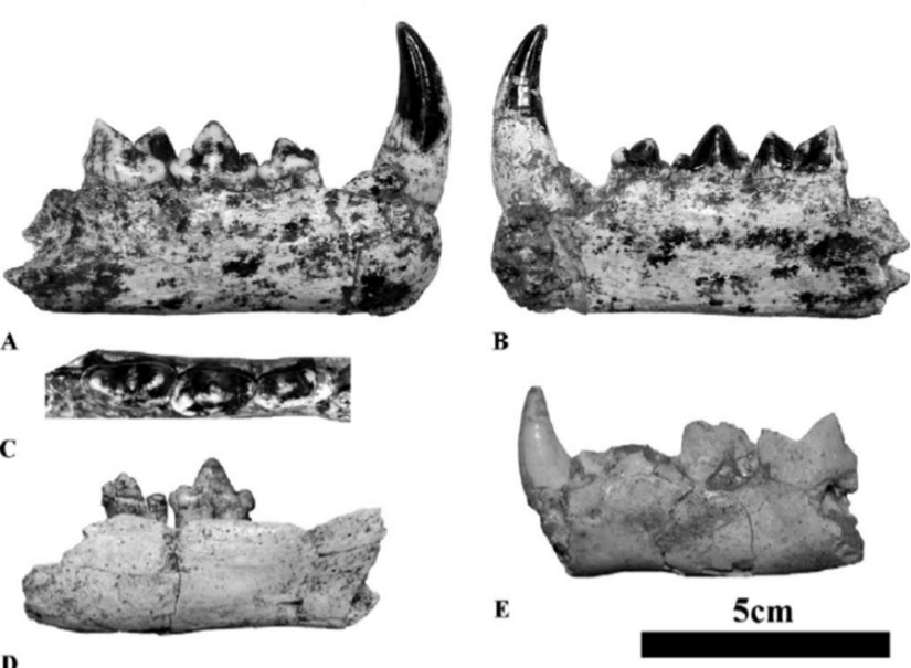 Avrasya Puması Fosilleri