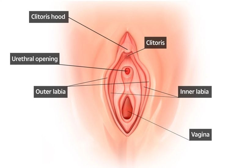 Kadın cinsel organının parçaları