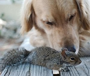 Golden Retriever Puppies Steal Hearts In Viral Videos