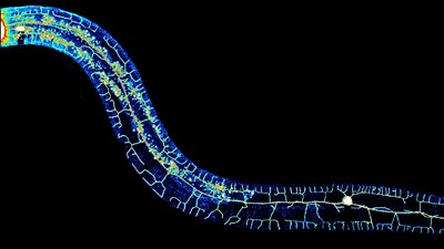 Lamarck Haklı Mıydı? Sonradan Kazanılan Özellikler Küçük RNA'larla Kalıtılabilir!