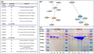 Unlocking Substrate Selectivity In Haloperoxidases Through Genetic Mutation