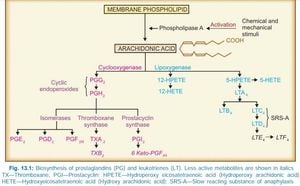 Inflammatory Stimuli Boost Leukotriene Production In Pig Endometrium