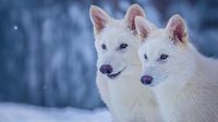 Scientists say they have resurrected the dire wolf | CNN