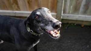 New Zealand Bans Greyhound Racing To Protect Dogs