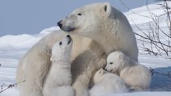 Embriyonik Diyapoz Nedir? Embriyonik Gelişim Neden Durdurulur?