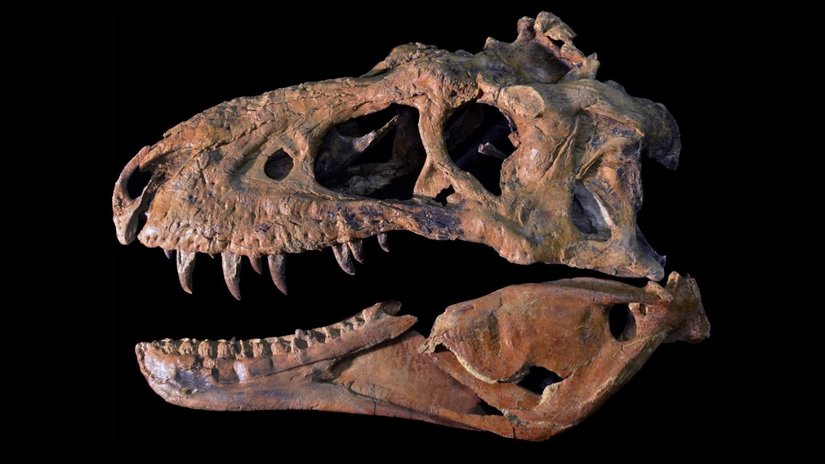 Omurgalı Hayvanlarda Kafatası Tipleri: Anapsid, Diapsid, Synapsid, Euryapsid Nedir?