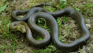 Aesculapian Snakes Thrive Again Amid Climate Changes