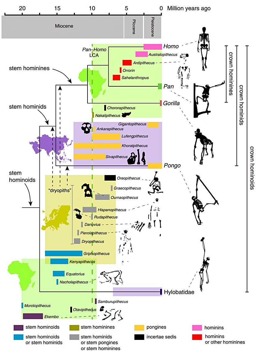 Canlı hominoidler ve fosil hominoidlerin kronostratigrafik aralıkları arasındaki filogenetik ilişkiler. Metinde bahsedilen fosil hominoidlerin uzay-zamansal aralıklarının yanında, canlı hominoidlerin zaman ayarlı bir filogenetik ağacı tasvir edilmiştir. Fosil taksonlar, olası filogenetik hipotezlere göre renk kodludur. Dikey yeşil kesik çizgi, Afrika fosil maymunu kaydında bir süreklilik olduğunu gösterir. Ancak şu anda ~14 ila 10 milyon yıl arasında seyrek görülmektedir. Kuyruksuz maymunların sağlam ve kalıcı filogenetik çıkarımları, kısmen fosil kayıtlarının parçalı doğası, muhtemelense yüksek homoplazi seviyeleri nedeniyle zordur. Miyosen kuyruksuz maymunu taksonlarının birçoğu, sadece parçalı dentognatik fosillerle temsil edilmektedir ve maymunlardaki filogeniyi ortaya çıkarmak için çene ve azı dişlerinin faydası tartışmalıdır. Diğer bir belirsizlik alanı, birçok erken ve orta Miyosen Afrika maymunlarının taç hominoid düğümüne göre konumuyla ilgilidir. Daha eksiksiz erken Miyosen fosil hylobatidlerinin keşfi veya tanınması, konumlarını ve dolayısıyla büyük maymunu ve insan ailesini gerçekten tanımlayan şeyi çözmeye yardımcı olacaktır. Bölünme süreleri, Springer ve diğerlerinin moleküler saat tahminlerine dayanmaktadır. Siluetler, ölçeğe uygun olarak çizilmemiştir. Gölgeli kutular, coğrafi dağılımları temsil eder (yeşil Afrika'dır, altın Avrupa'dır ve mor Asya'dır).