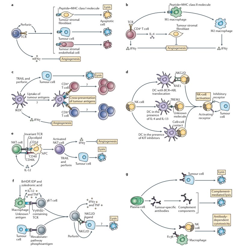 Kanser İmmün-Gözetim Mekanizmaları