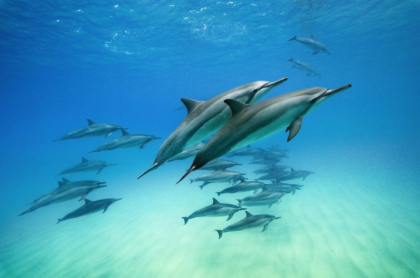 Hawaii/Oahu sularına gelen dönücü yunuslar (Stenella longirostris), geceleri derin sularda beslenirken; sabahın erken saatlerinde resife dönüp, dinlenirler ve sosyal ilişkiler kurarlar. Ayrıca üzerlerine tutunan remoraları (Echeneidae) düşürmek ve iletişim kurmak amacıyla sık sık dönme ve dolanma hareketi yaparlar.