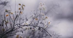 Eisheiligen Bring Chill As Gardeners Prepare For Frost