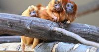 Goldgelbe Kletterkünstler: Nachwuchs bei den Löwenäffchen im Kölner Zoo