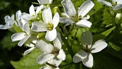 Brassicales (Brassicales)