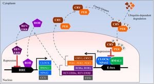 New Research Uncovers NPAS2 Role In Memory Under Constant Light