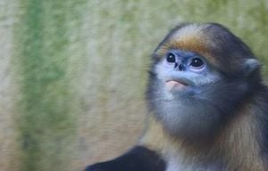 Golden Monkeys Make Historic Debut At French Zoo