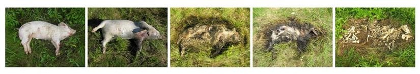 Pig Decomposition Fresh, Bloat, Active Decay, Advanced Decay, Dry Remains
