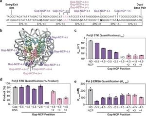 New Insights Into DNA Repair Mechanism Revealed