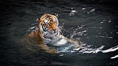 Kediler Neden Suyu Sevmiyor? Ve Kaplanlar Neden Suya Bayılıyor?