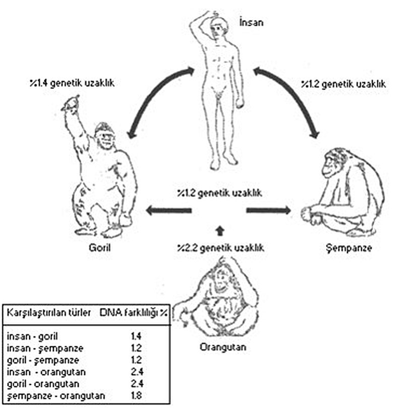 Gorillerin Diğer İnsaymunlarla İlişkisi