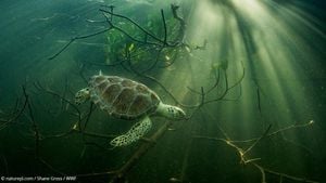 Tadpoles Capture Spotlight At Wildlife Photographer Of The Year 2024