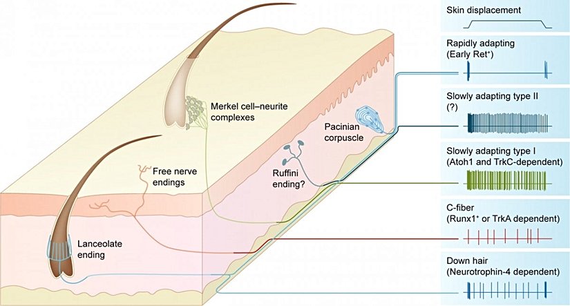 Dokunma algımızı sağlayan reseptör türleri...