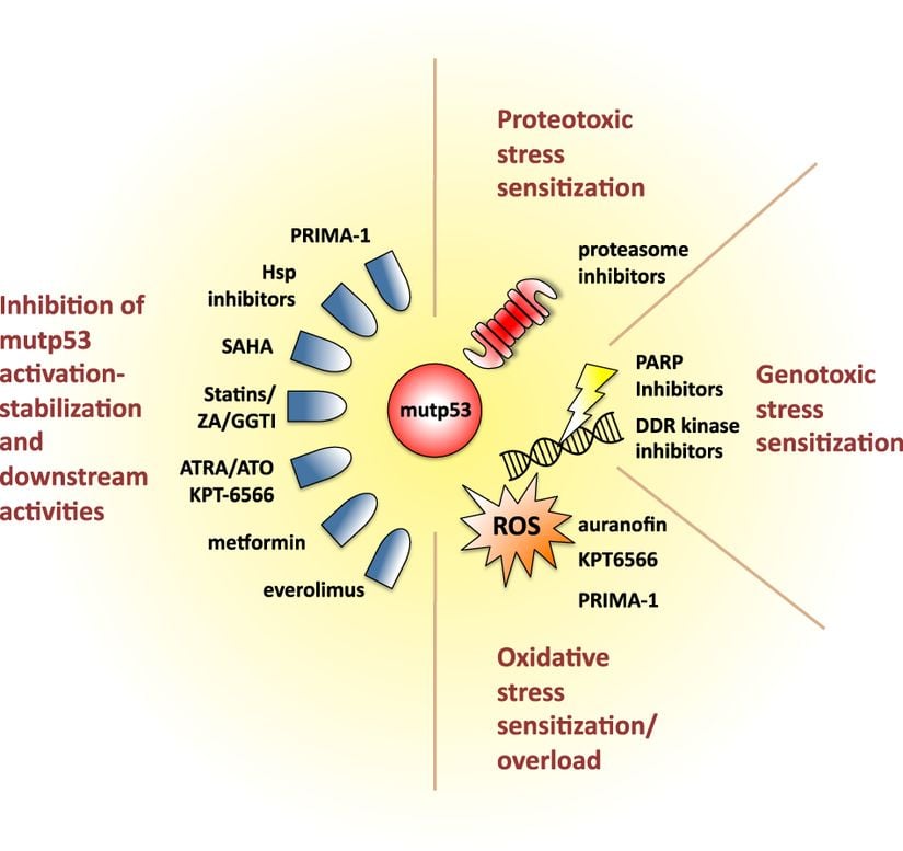 Mutp53'ü hedefleyen terapötik fırsatların ve kanser hücrelerinde koordine ettiği homeostatik mekanizmaların şematik bir görünümü.