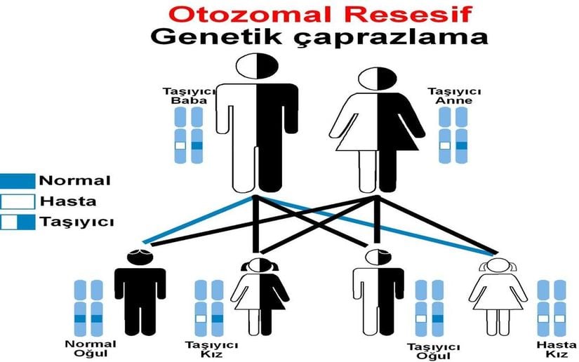 OtozomalResesif (OR) Kalıtım