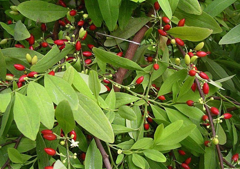 Koka Ağacı ve meyvesi. Meyvesi kiraza benzetilir.