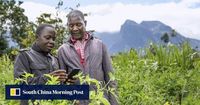 ‘Grow potatoes’: AI helps farmers weather climate change