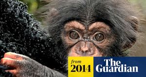 Chimp Crazy Exposes The Dark Side Of Chimp Ownership