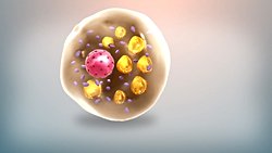 Kahverengi Yağ Dokusu, Metabolik ve Kardiyovasküler Hastalıklardan Koruyor Olabilir!