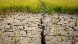 Climate Change Disrupts Food Production And Security